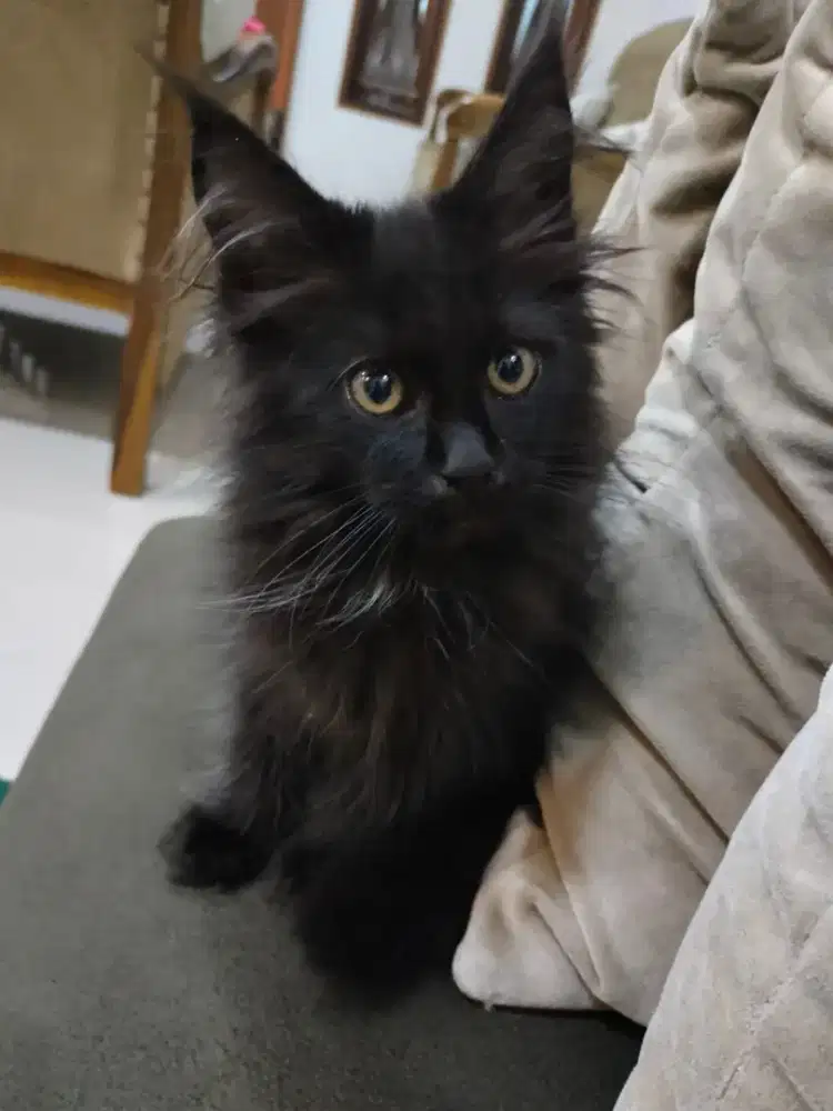 MAINECOON KITTEN ANAK KUCING BLACK BETINA