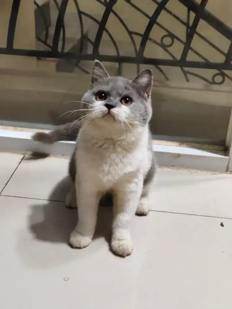 BSH BLUE BICO 3BULAN PARENTS PED ANAK KUCING KITTEN