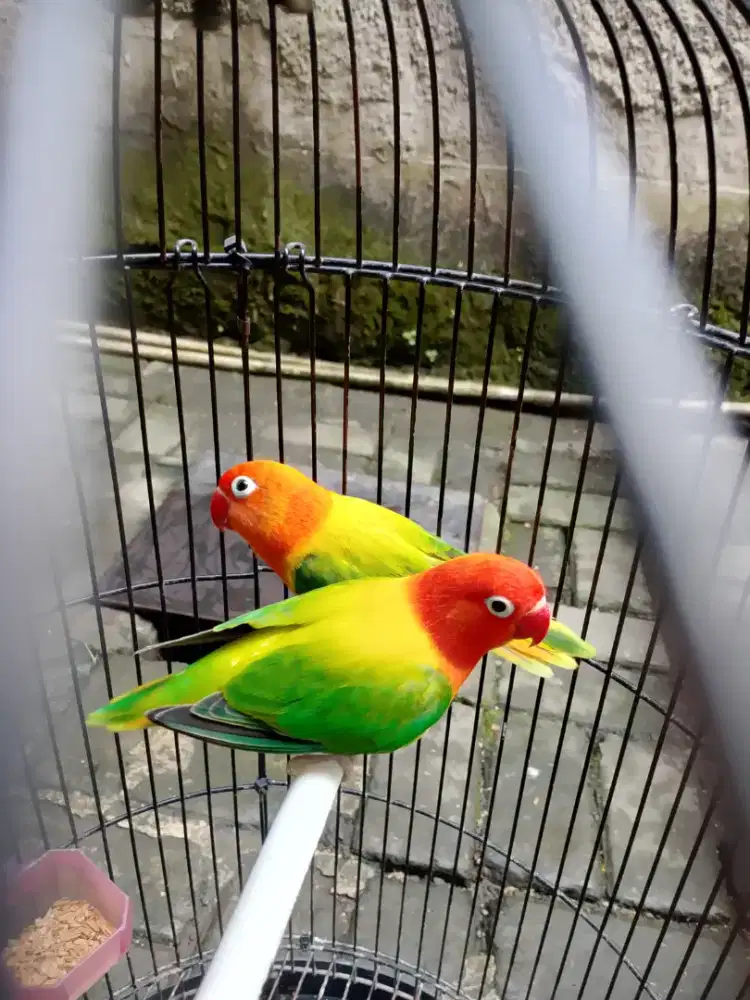 Lovebird Biola Sepasang