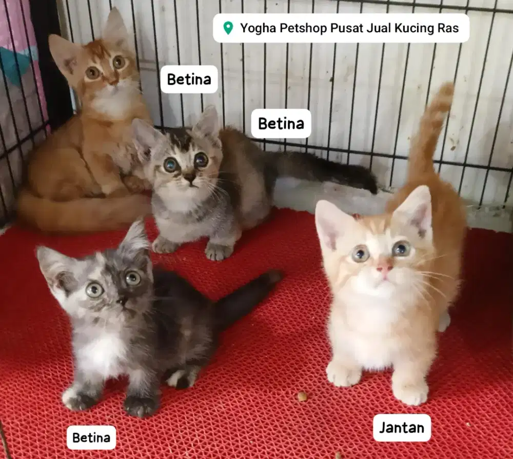 Kucing Munchkin Ready