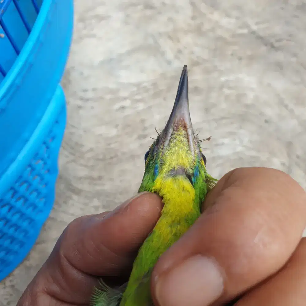 Jo jantan masih anakan banget