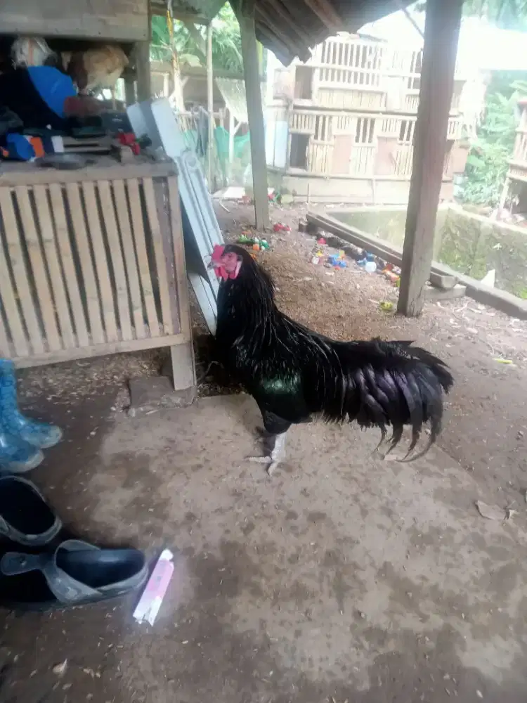 Sepasang ayam black Sumatra x betina blue sumatra