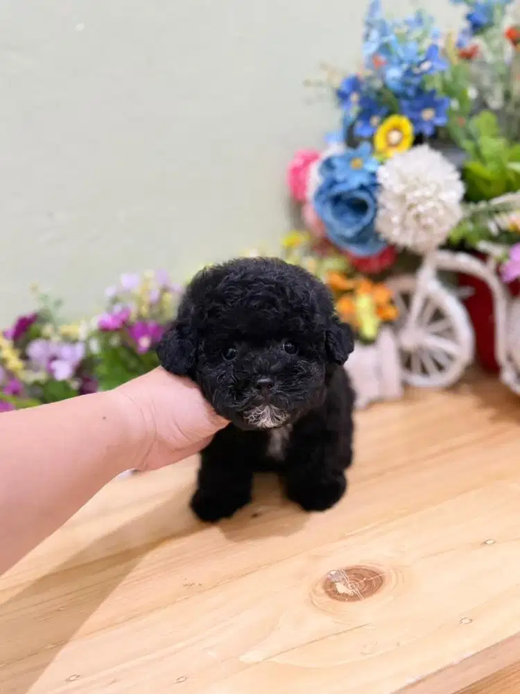 Tiny black poodle super cute muka bulet bulu super tebal kaki cebol