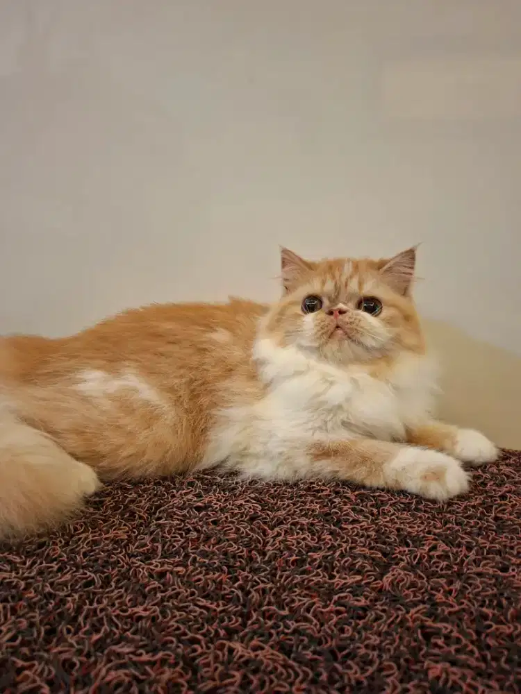 Kucing persia Betina flatnose