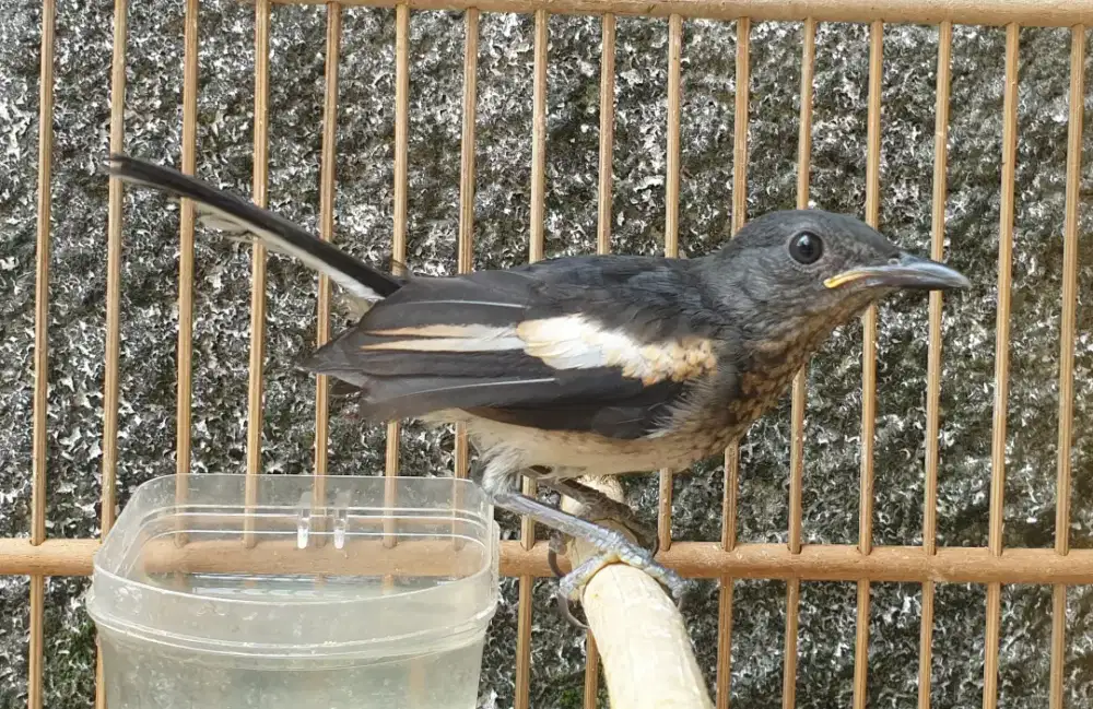 Kacer daput 2 bulan piara dari loloh