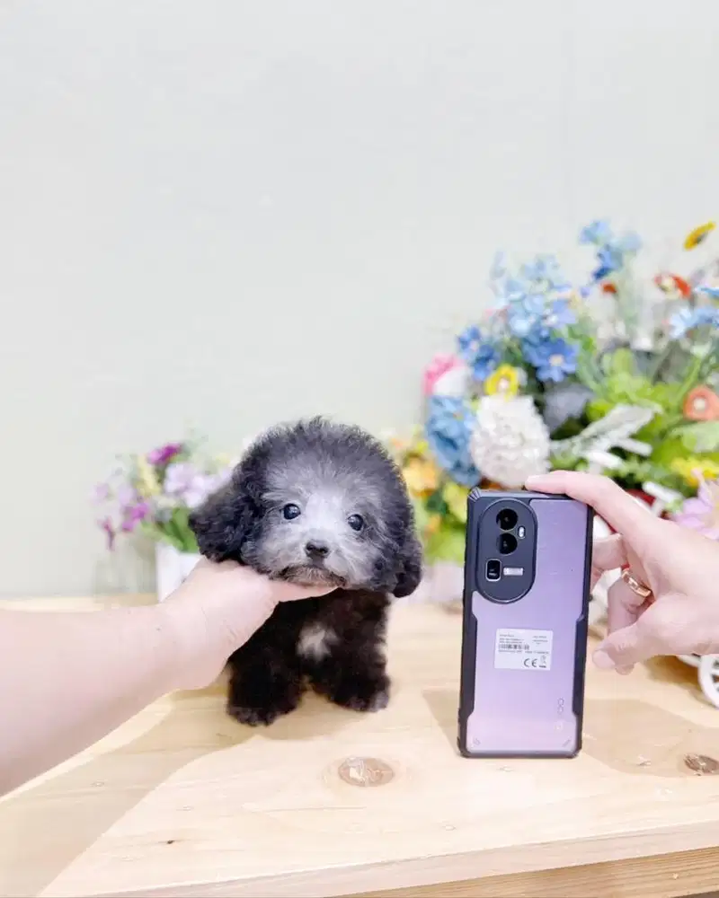 Teacup silver poodle male super kecil kaki cebol bulu tebal dan padat