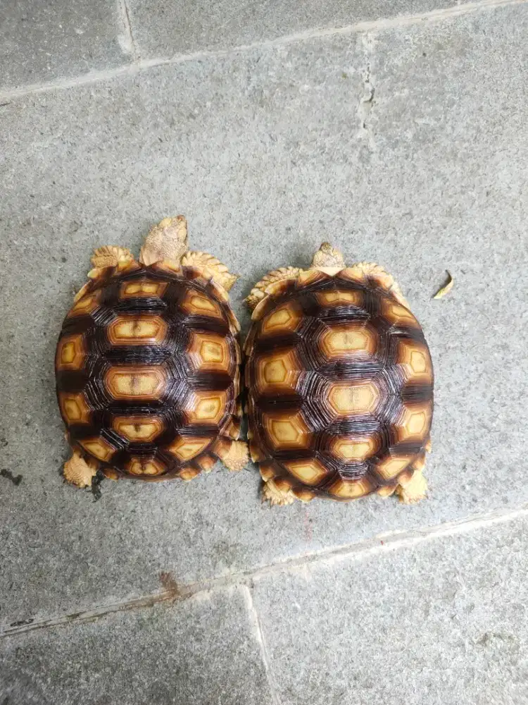 sulcata 12-12,5cm body bulad mulus no minus