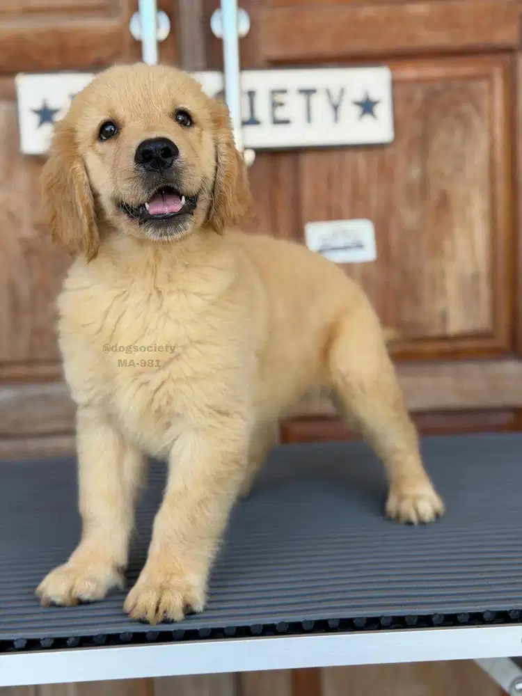 Golden Retriever Puppy Super Imut