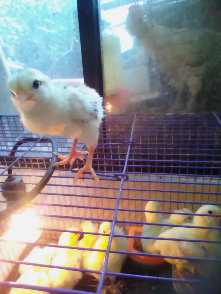 Ayam kampung, bibit ayam kampung, ayam kampung Ciledug, anak ayam