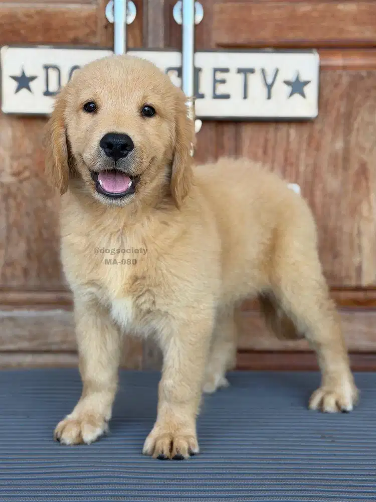 Golden Retriever Ceria dan Ramah