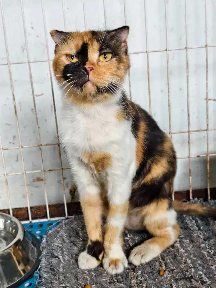 Scottish fold betina birahi ganti pakan