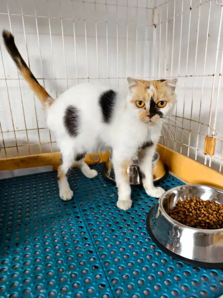 Scottish fold betina cantik indukan