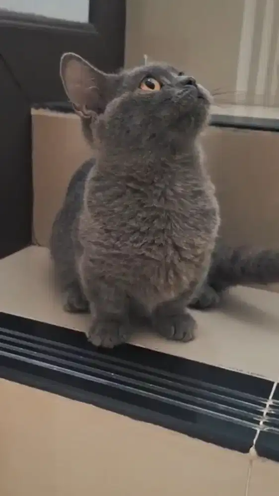 Munchkin Bsh Blue Solid