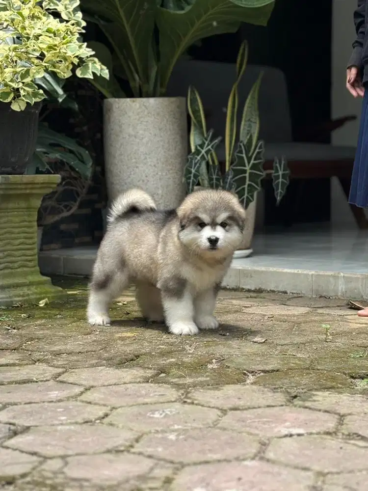 Alaskan malamute cucu import 3 male 5 female
