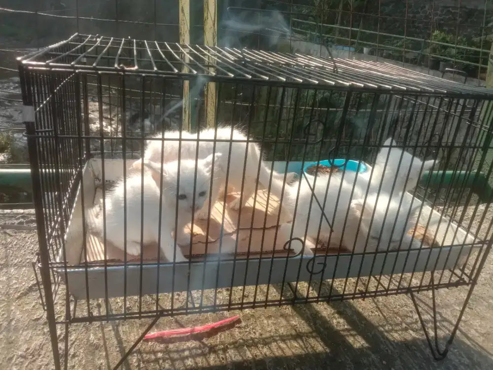 Mpussmpusss white solid