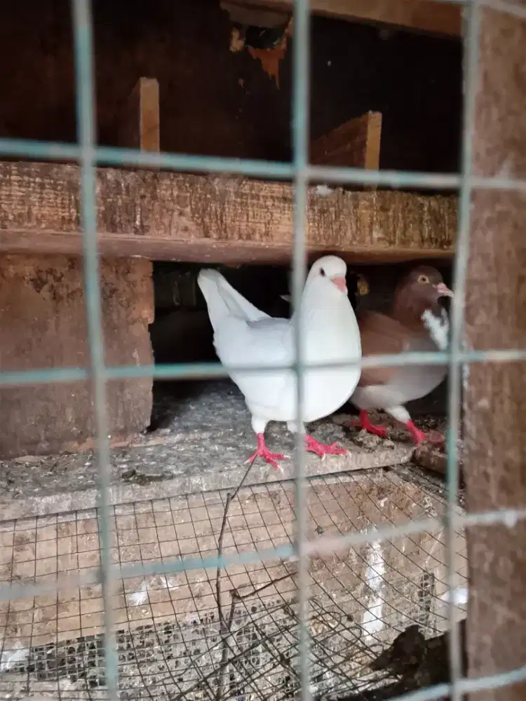Jual merpati king, jumboe sepasang