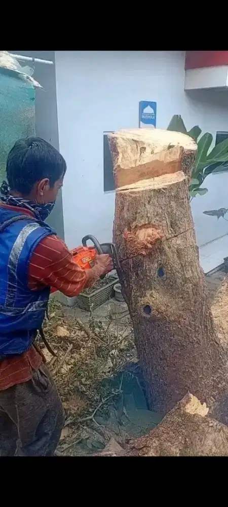Jasa tebang pohon medan