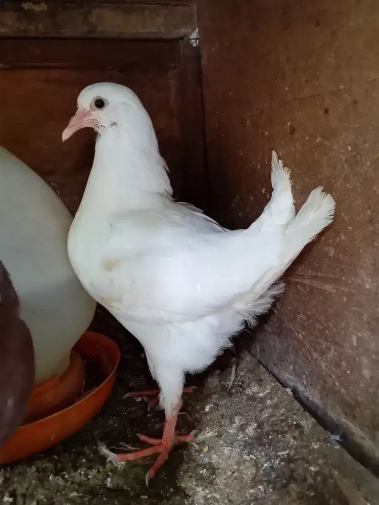 Jual merpati king jumboe sepasang