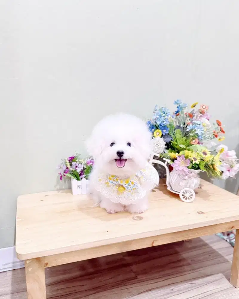 Korean mini bichon frise male super cute face bloodline import korea