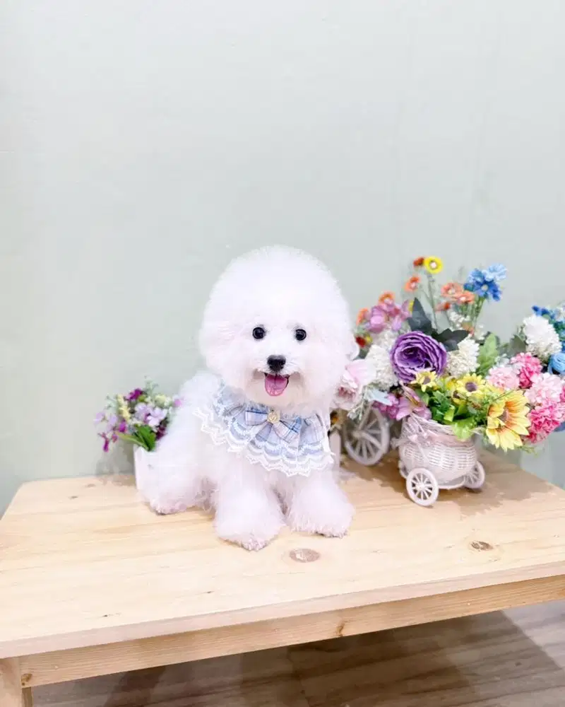 Male korean mini bichon frise remaja super cute face bl import korea