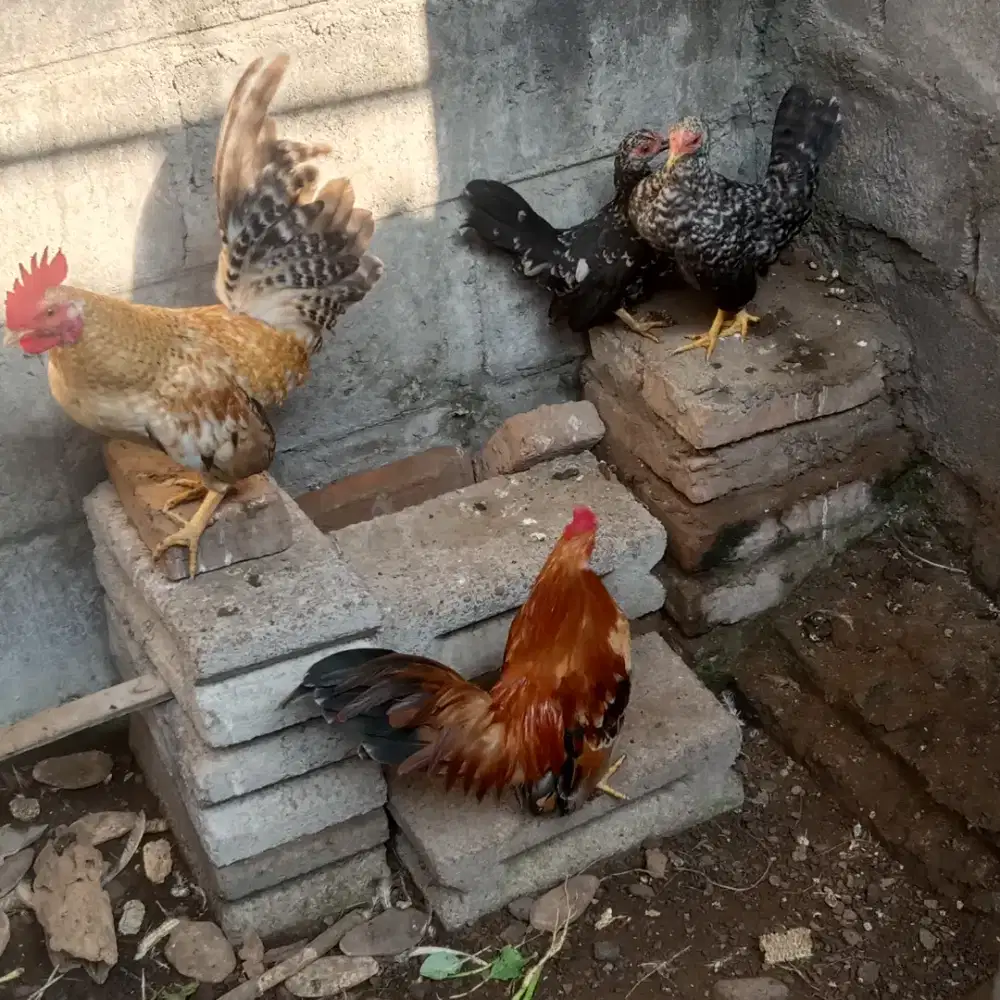 Ayam kate siapan