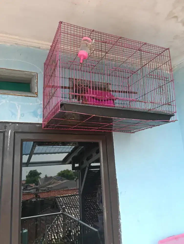 Jual sugar glider albino jantan