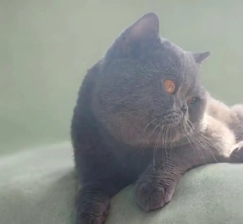 BSH Blue Jantan Line Import China