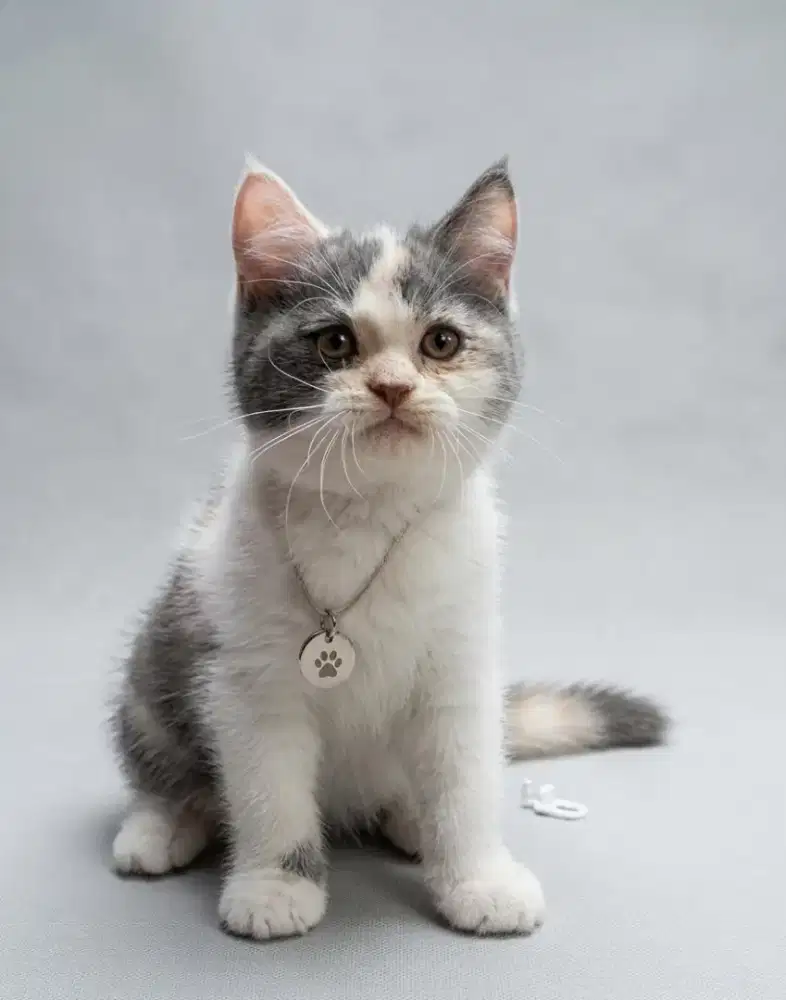 BSH Calico Dilute Line Ped Wcf