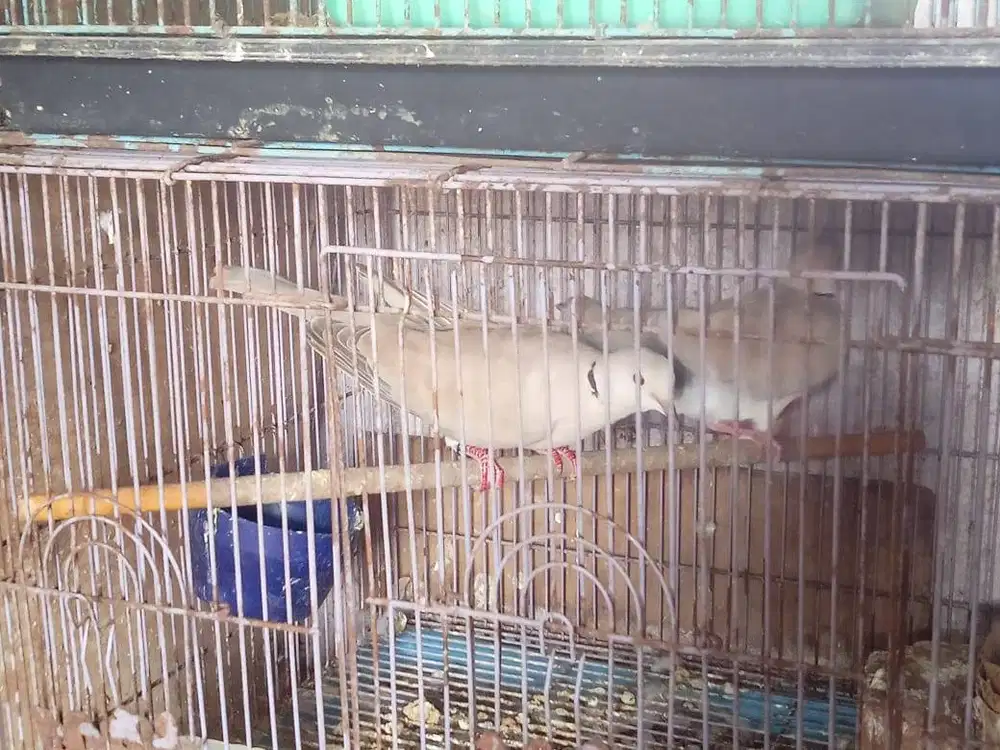 puter pelung indukan dan anakan daerah bandung kota jawa barat