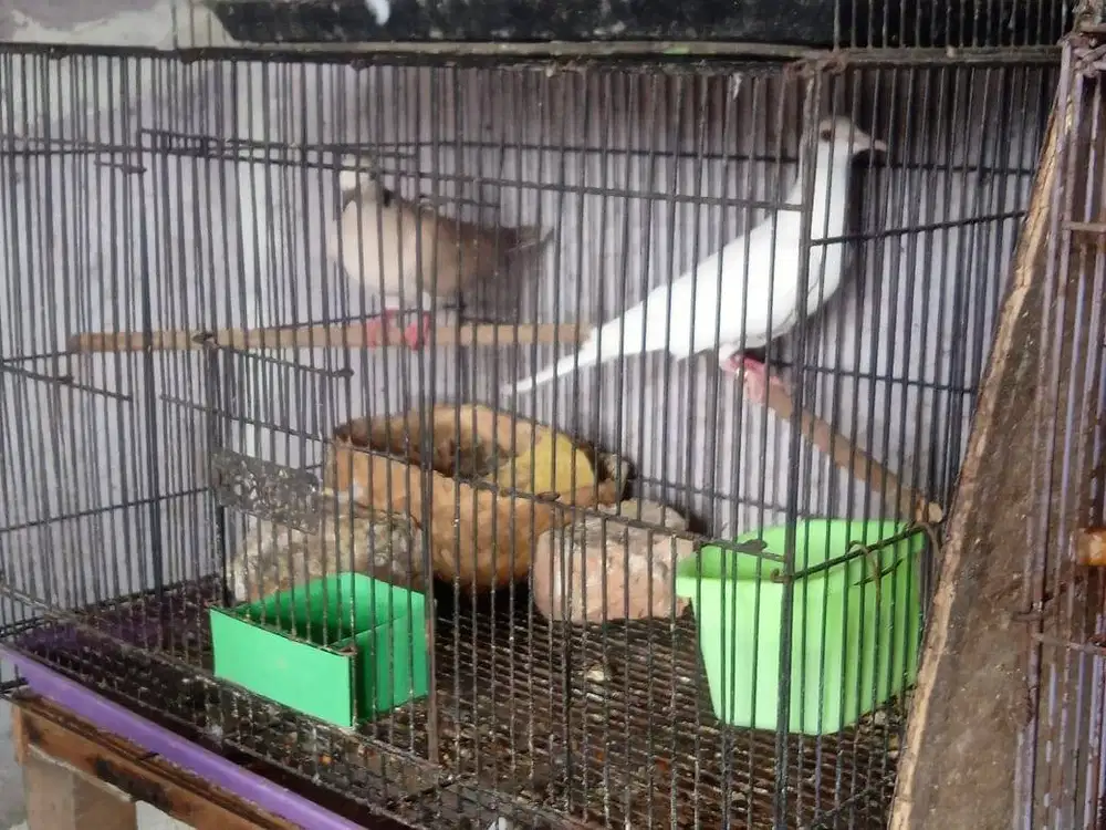 puter pelung & albino indukan daerah bandung kota jawa barat