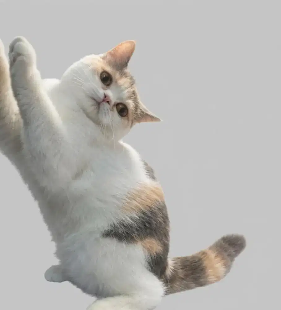 BSH Calico Dilute Female