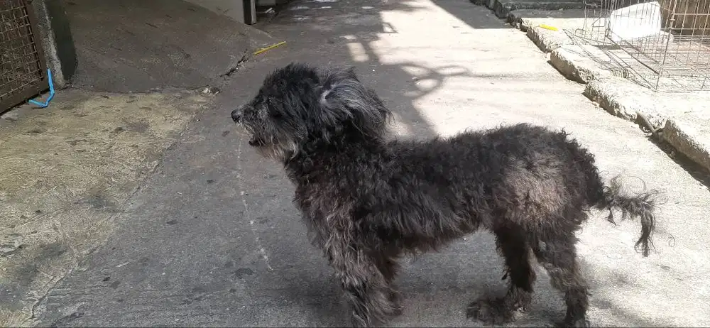 Anjing poodle umur 1tahun, betina