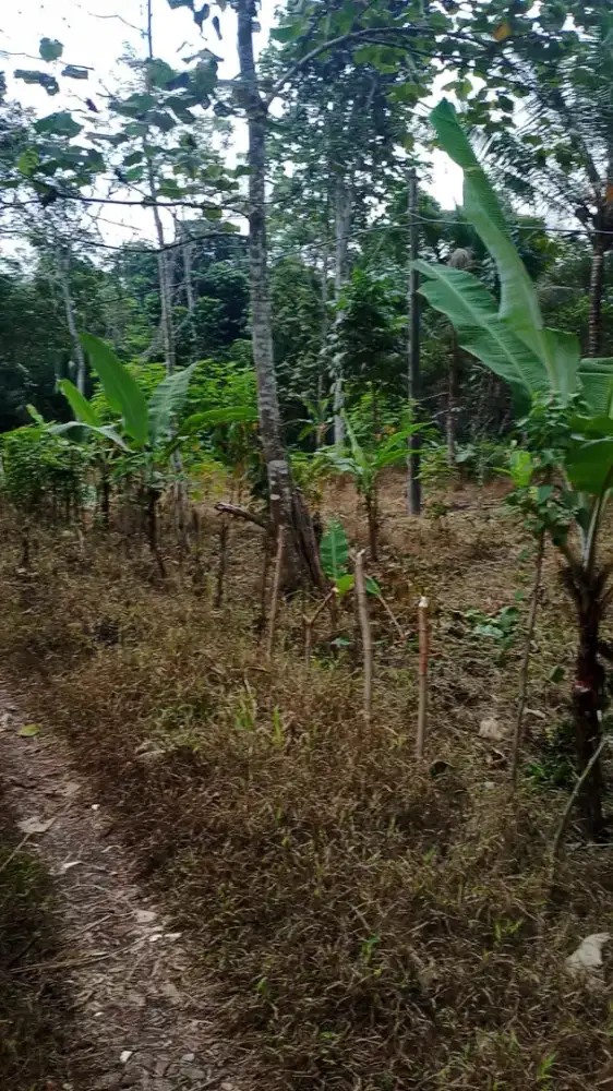 Tanah Di Jual Untuk Keperluan Darurat