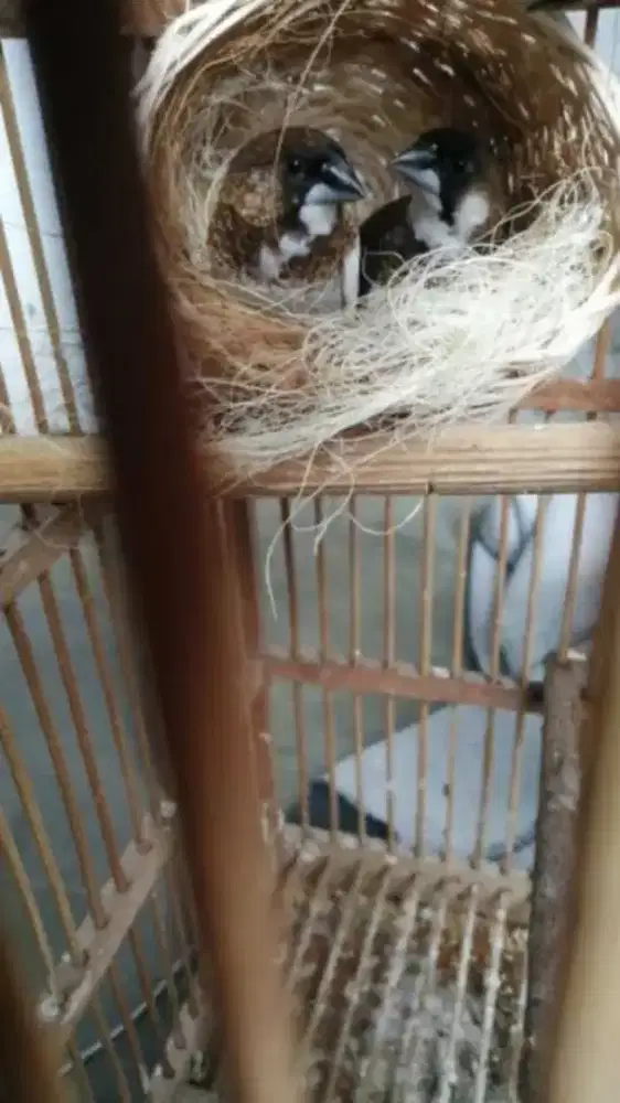 Emprit jepang burung pipit jepang