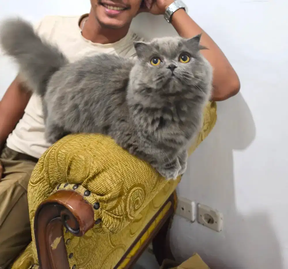 Lepas Adopt indukan BLH Munchkin super cebol plus anaknya 2 ekor BSH