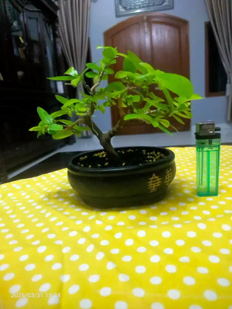 Bonsai Sianci Mini
