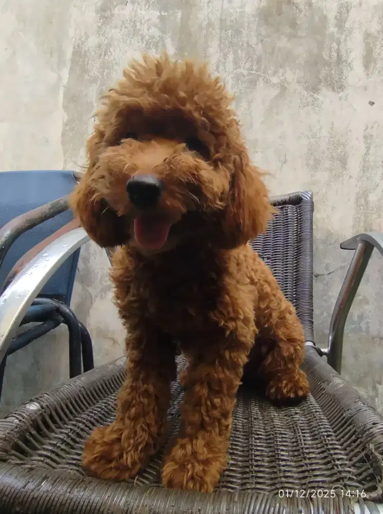 Poodle Dewasa 9bln