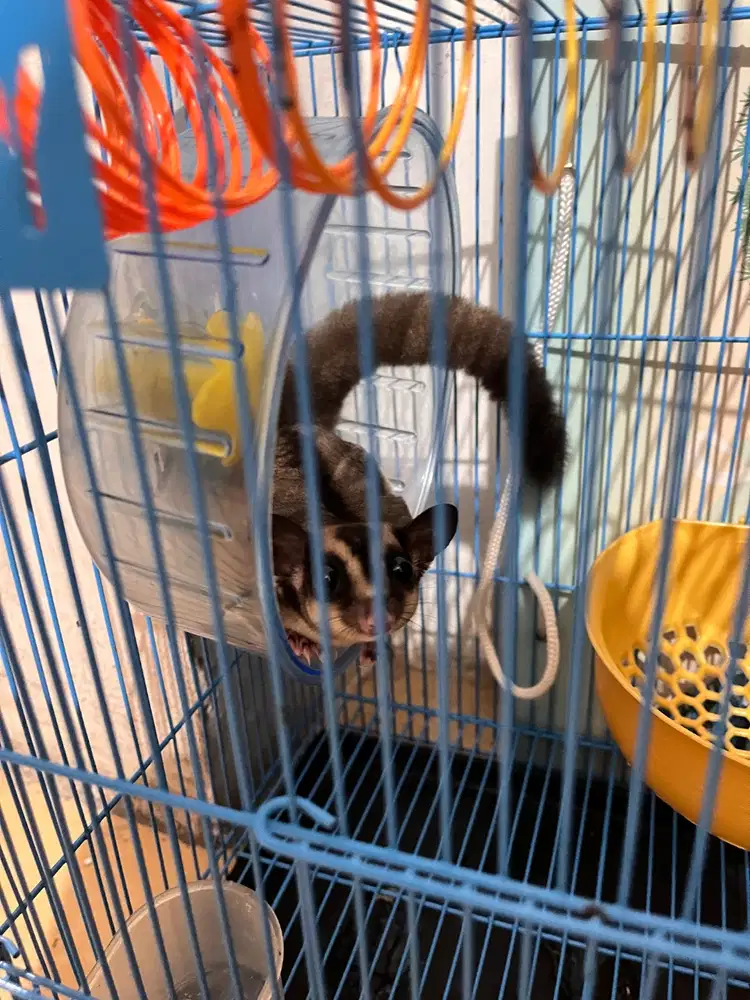 DIJUAL CEPAT SUGAR GLIDER INCLUDE SEMUA YANG DI FOTO