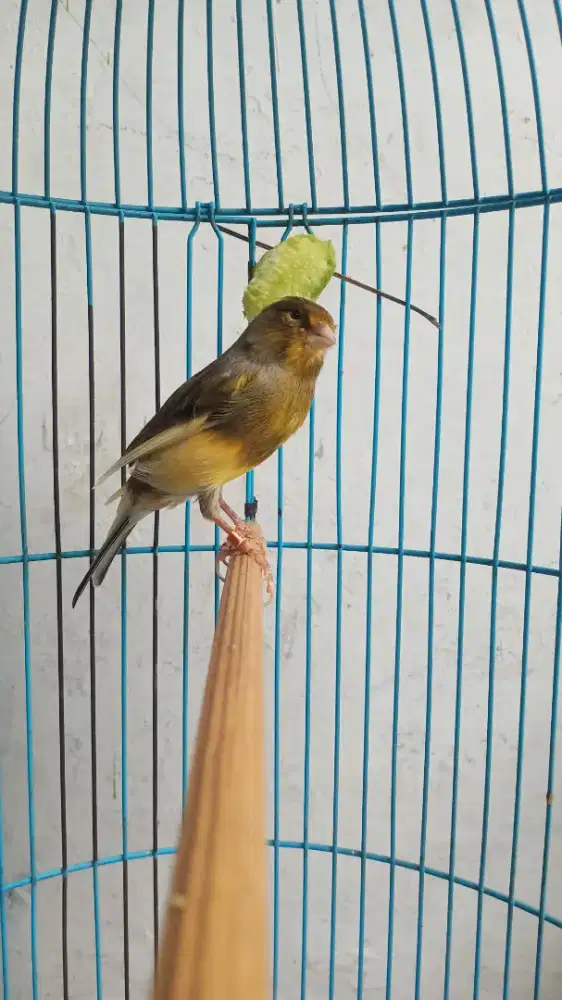 Burung kenari AF  jantan fulset kandang + krodong