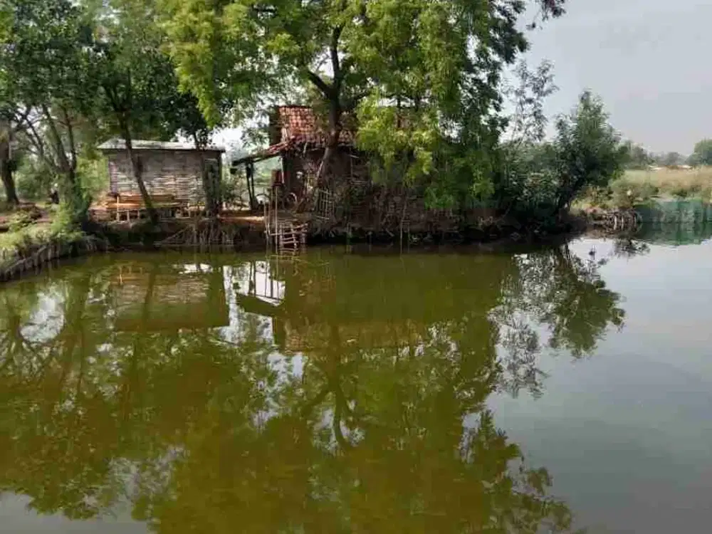 TER MURAH PALING MURAH TAMBAK UDANG MUJAER NILA BANGUNSARI JABON SIDOARJO DEKAT TOL