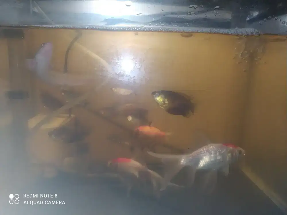 Aquarium full set+ikan.aeratoer+pH1600