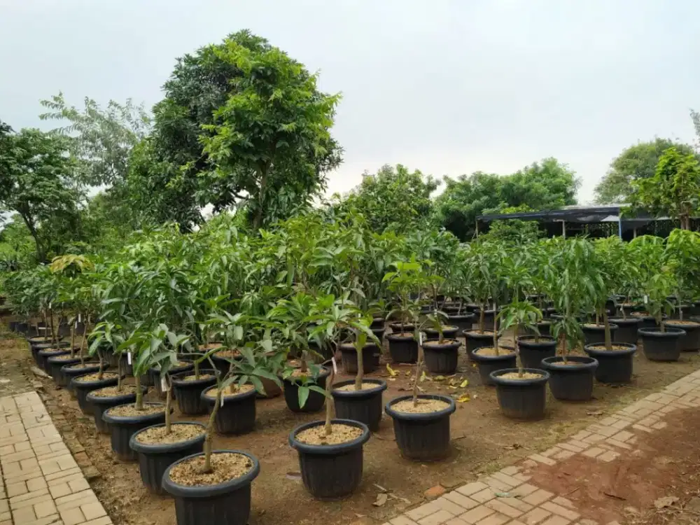 Cangkokan pohon buah buahan