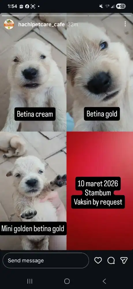 Golden retriever puppy