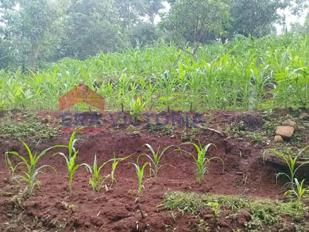 Tanah Strategis Nganjuk Jalur Alternatif Ramai Cocok Investasi & Usaha