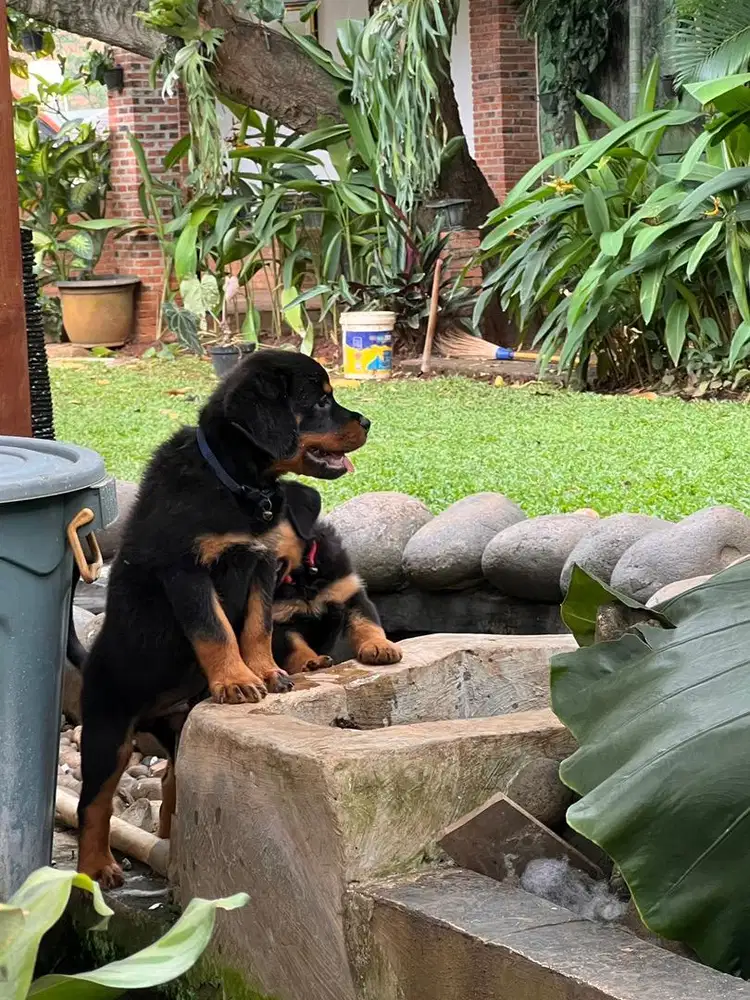 PUppies Rottweiler