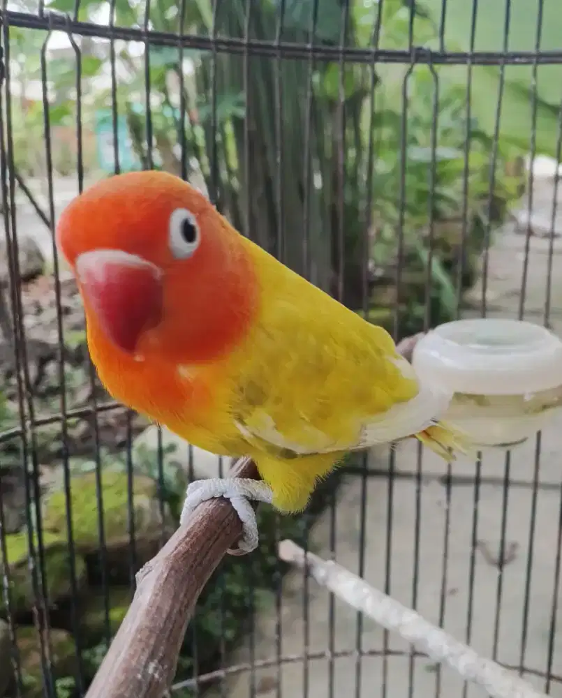 Lovebird pastelino/bio/pb