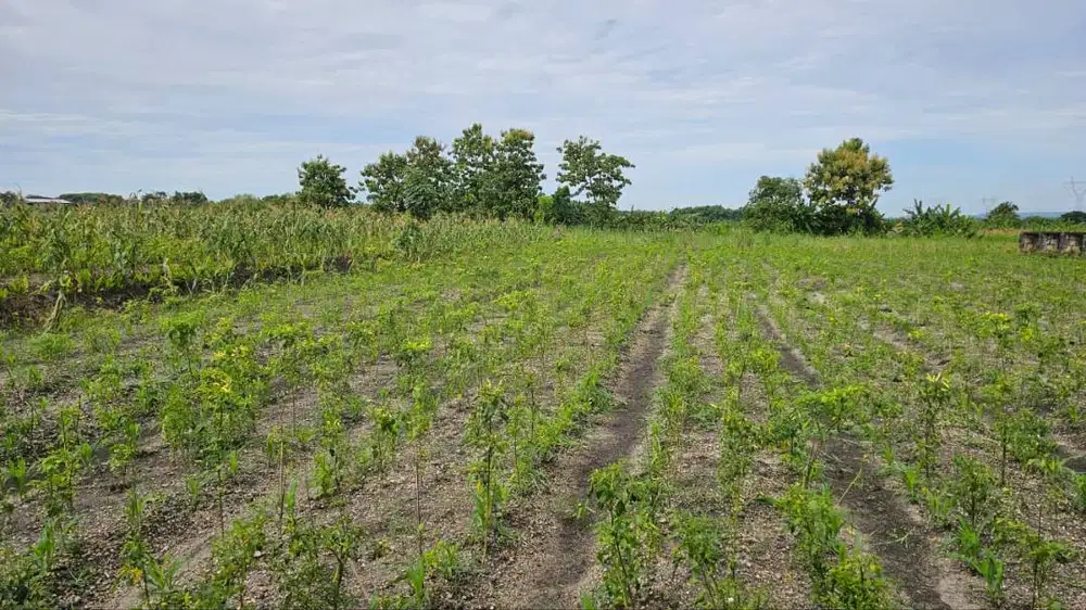 Jual Tanah Mojokerto cocok untuk Perumahan