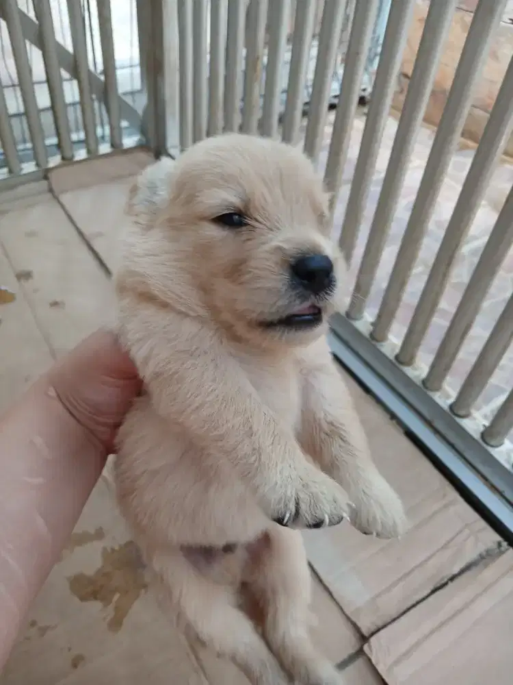 GOLDEN RETRIEVER JANTAN DAN BETINA