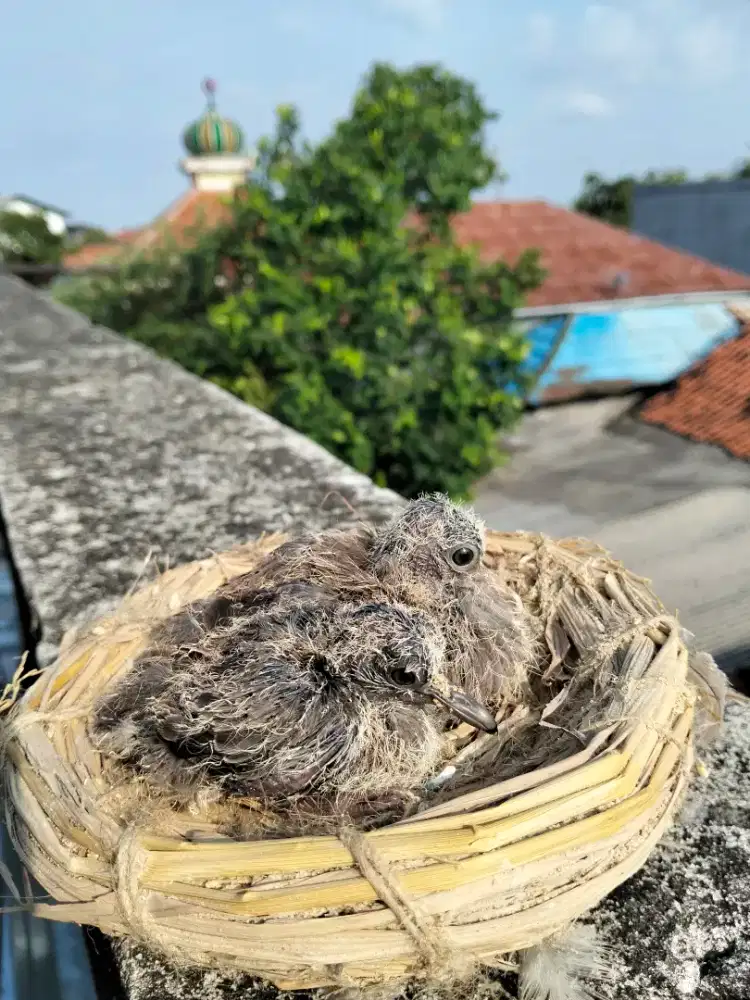 Lolohan tekukur/derkuku dari indukan kuk4