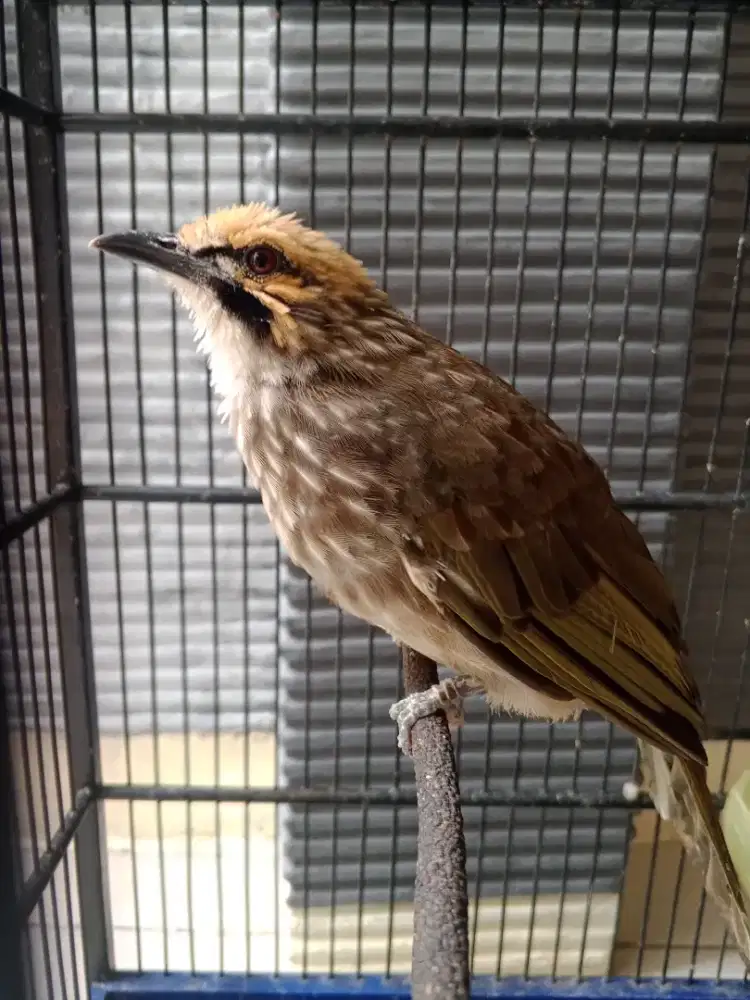 Burung Cucak rowo Gacor sangat gacor